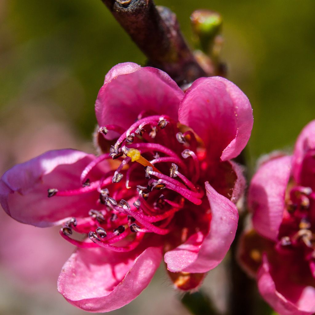Pêcher à fleurs pleureur - Prunus persica Melred Weeping