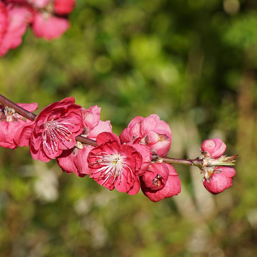 Pêcher à fleurs pleureur - Prunus persica Melred Weeping