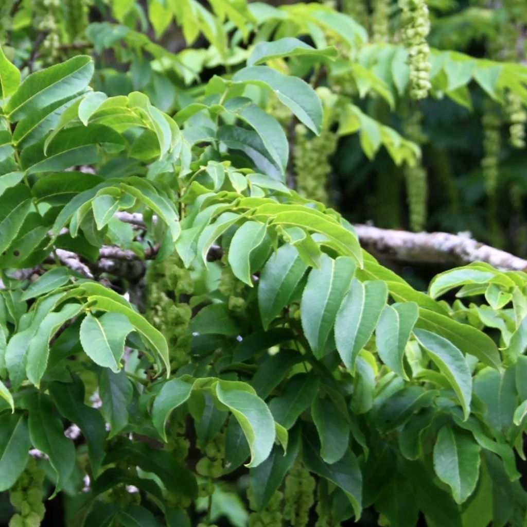Pterocarya fraxinifolia - Ptérocaryer ou noyer du Caucase