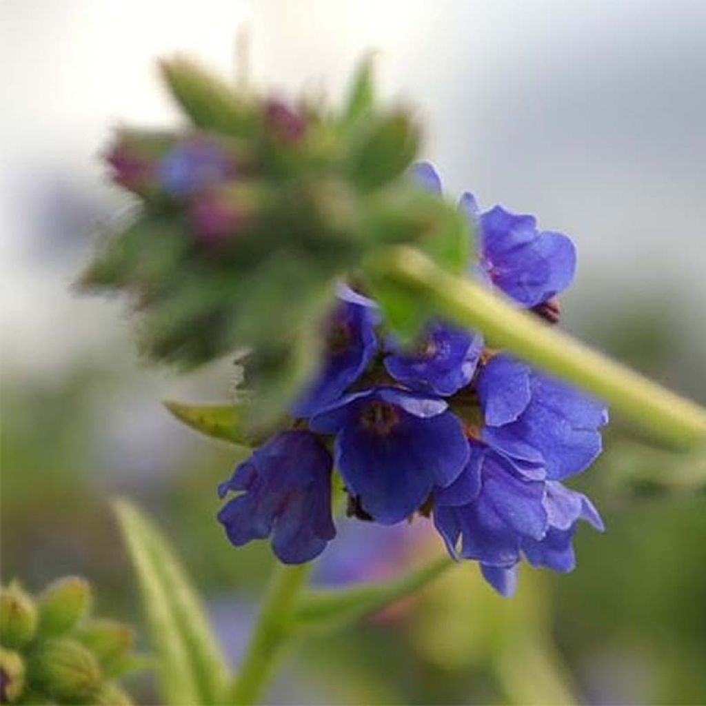 Pulmonaria longifolia E.B Anderson - Pulmonaire à longues feuilles