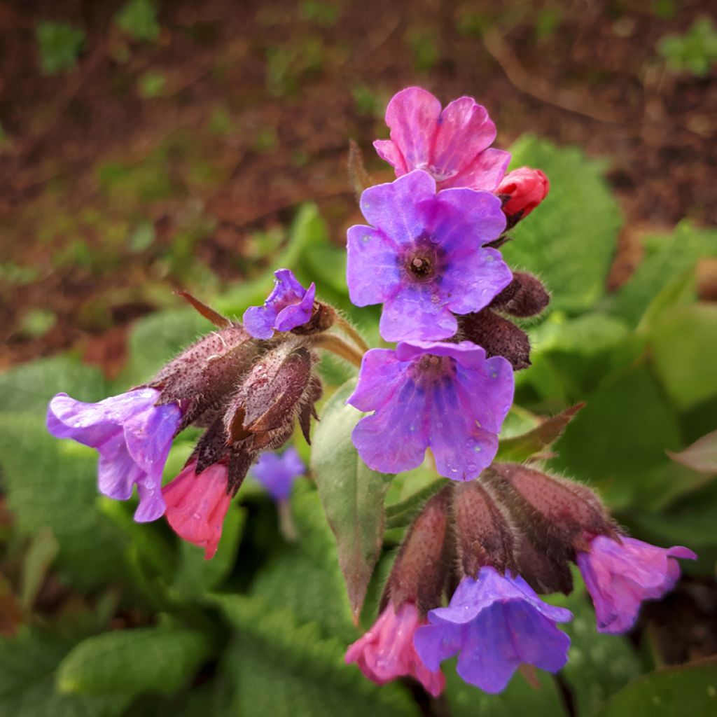 Pulmonaria saccharata Mrs Moon - Pulmonaire Mrs Moon