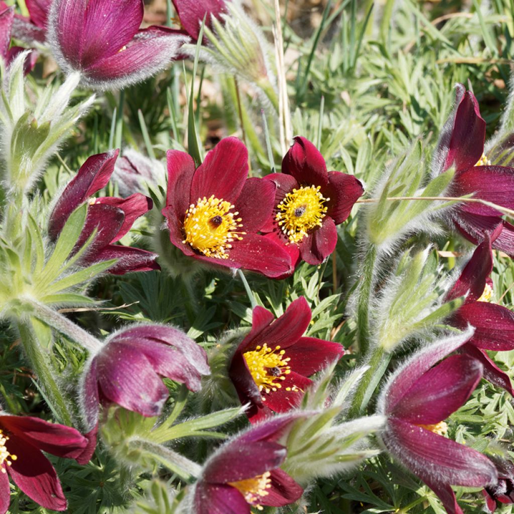 Pulsatilla vulgaris Rubra (Röde Klokke) - Anémone pulsatille