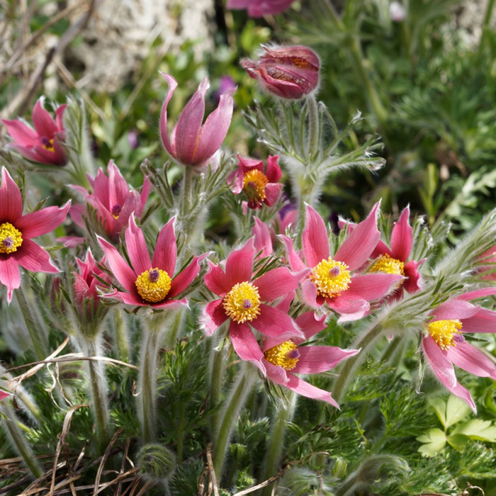 Pulsatilla vulgaris Rubra (Röde Klokke) - Anémone pulsatille