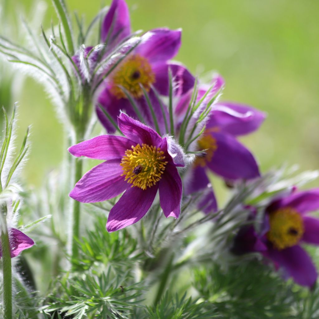Pulsatilla vulgaris Violet - Anémone pulsatille