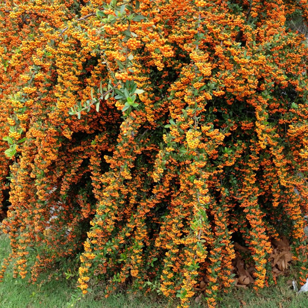 Pyracantha SAPHYR Orange - Buisson ardent