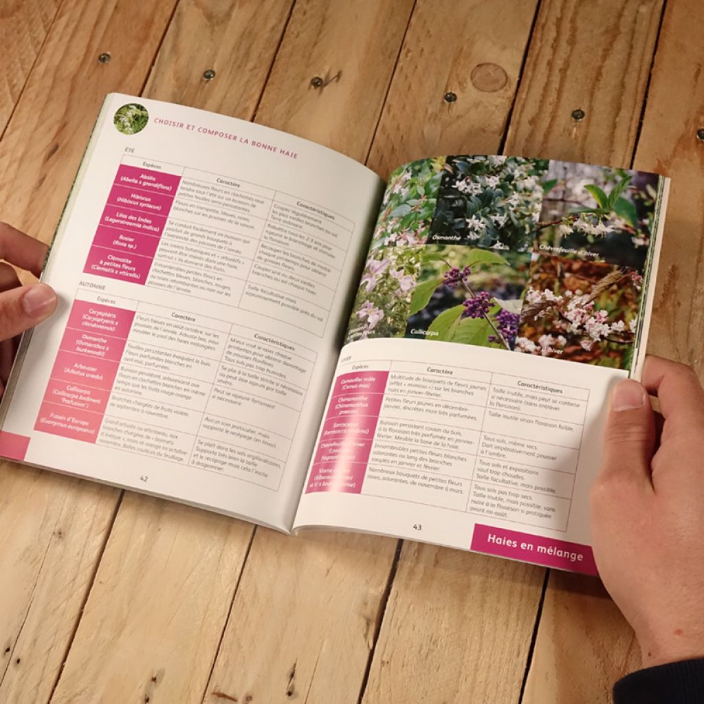 Quelle haie pour mon jardin ? Choix, plantation, entretien