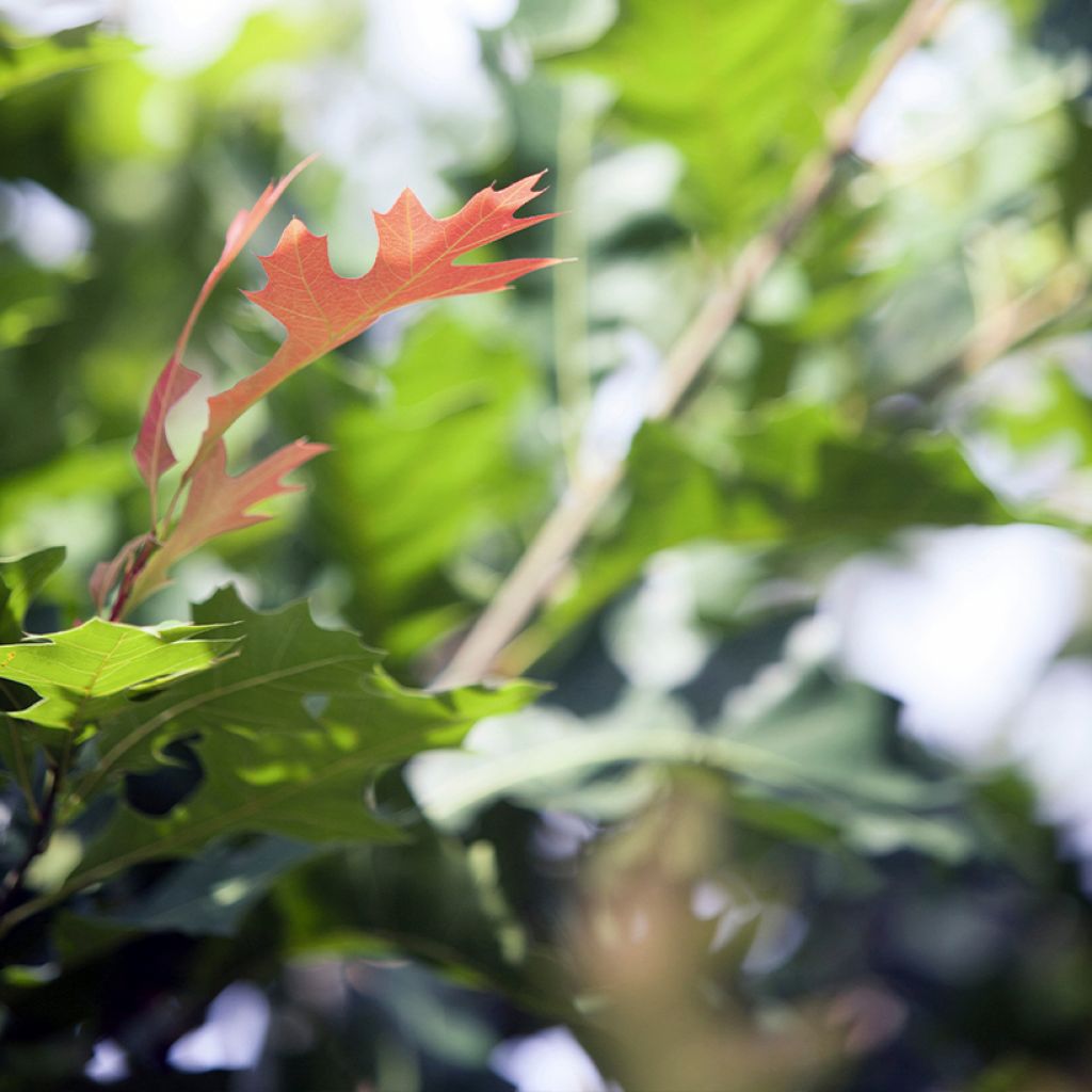Quercus texana New Madrid - Chêne rouge du Texas