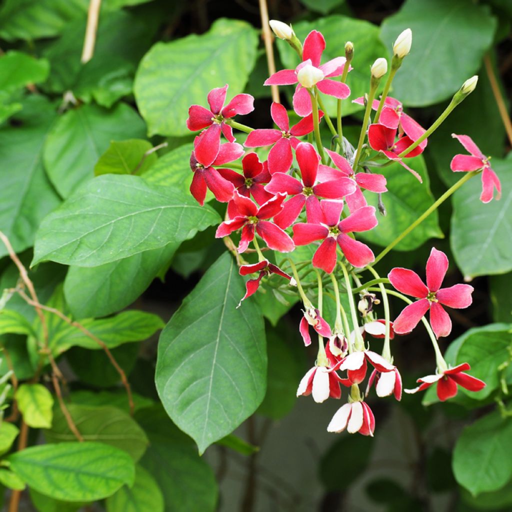 Quisqualis indica - Quisqualier d'Extrême-Orient