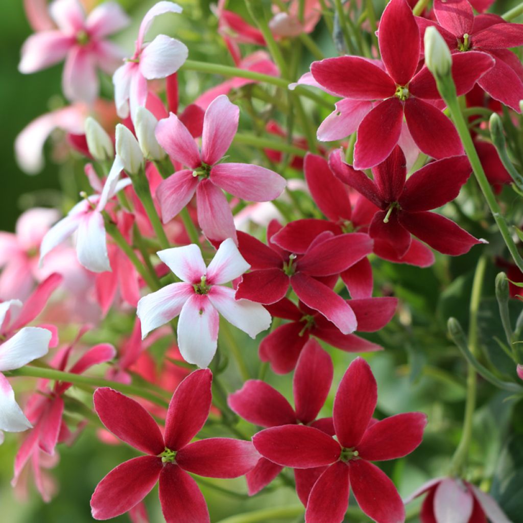 Quisqualis indica - Quisqualier d'Extrême-Orient