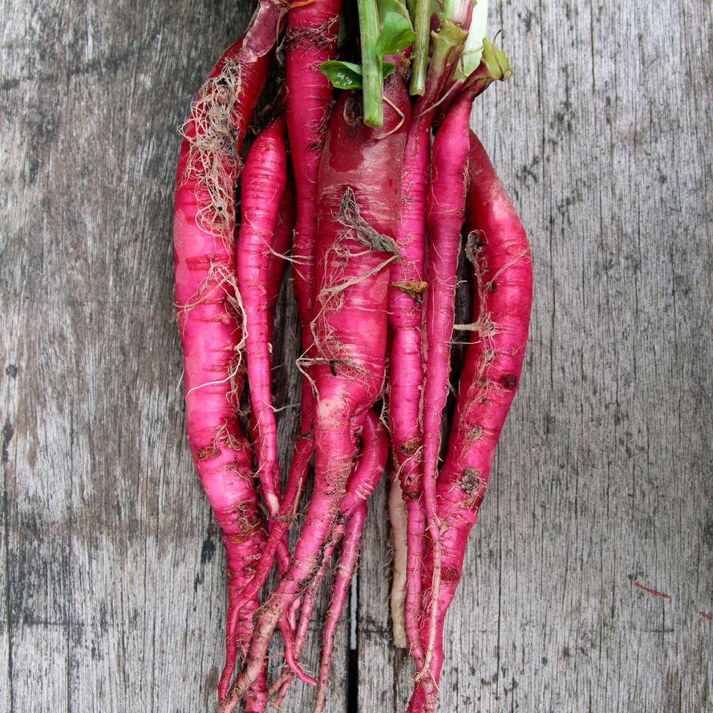 Radis Candela di Fuoco - Raphanus sativus