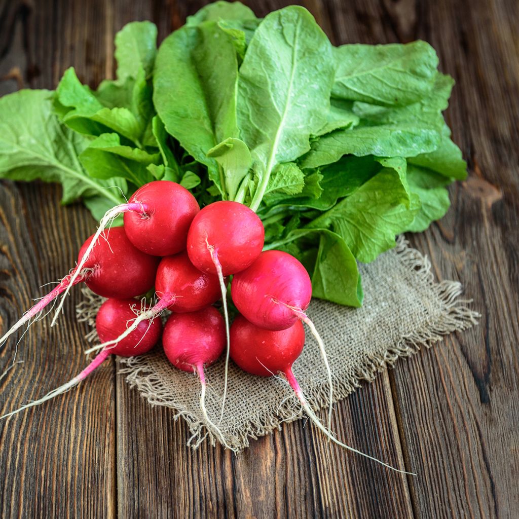 Radis Cerise - Raphanus sativus