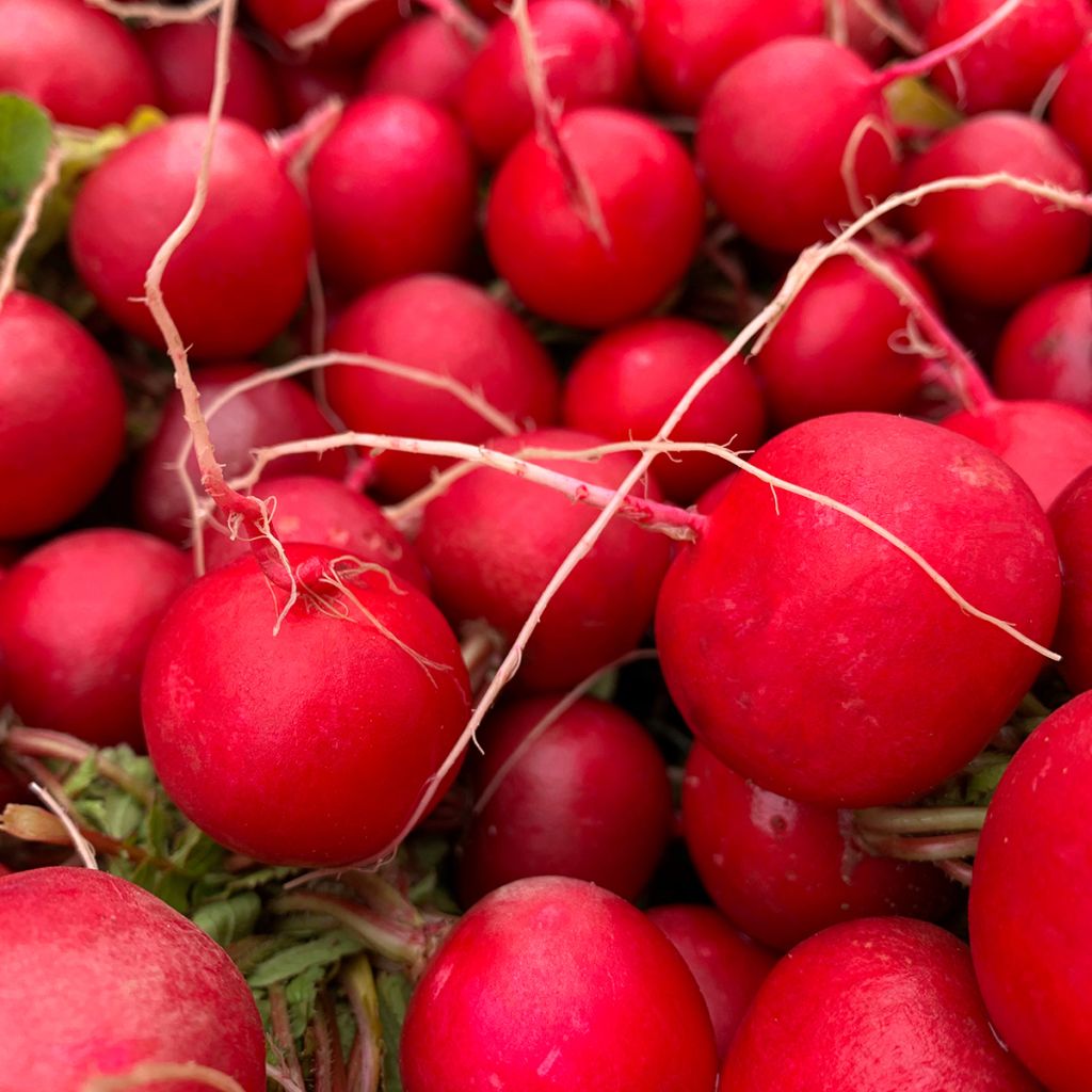 Radis Cerise - Raphanus sativus