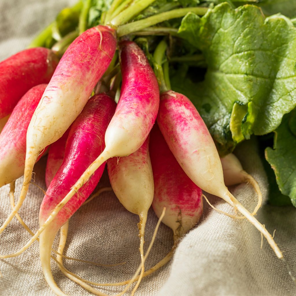 Radis French Breakfast Bio