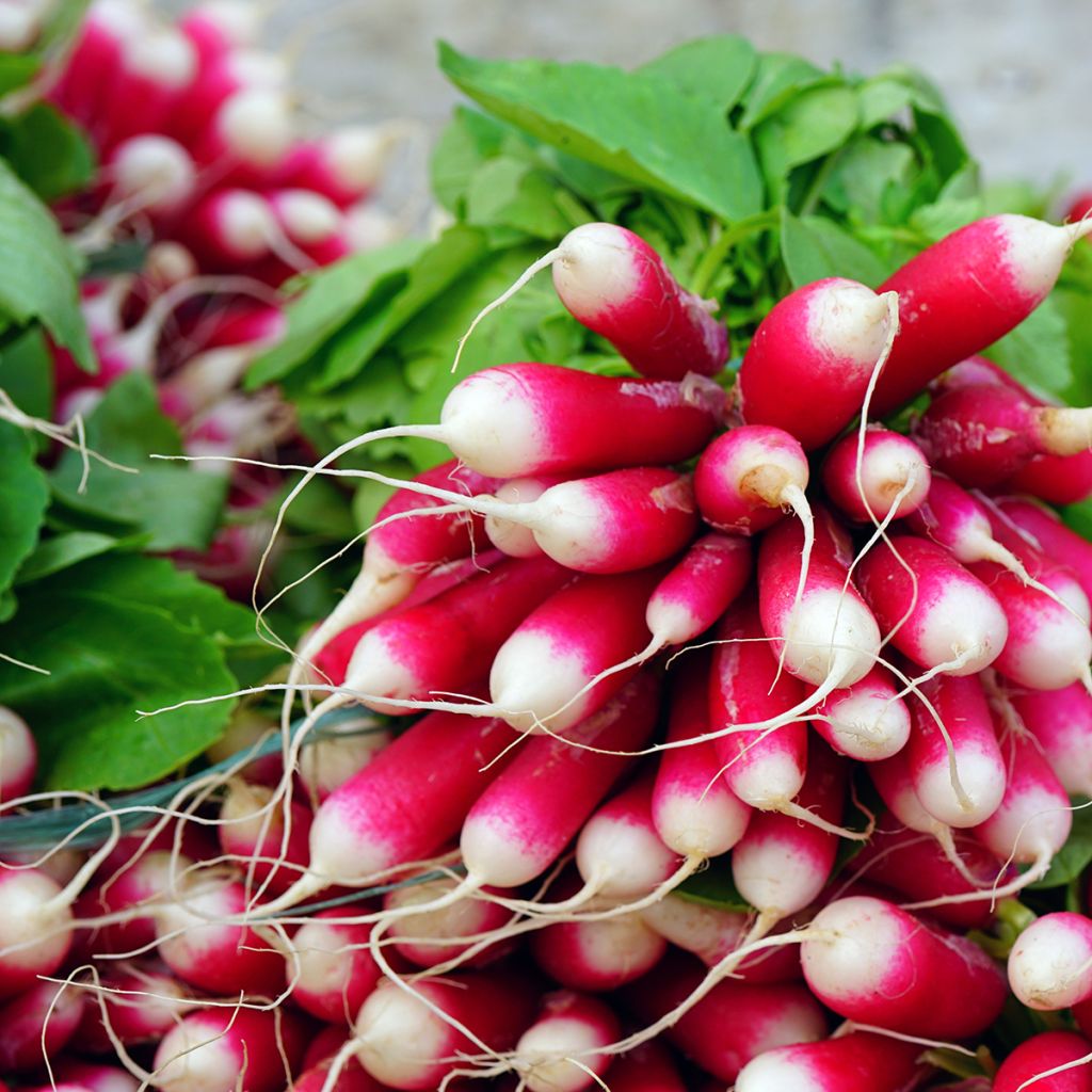 Radis French Breakfast Bio