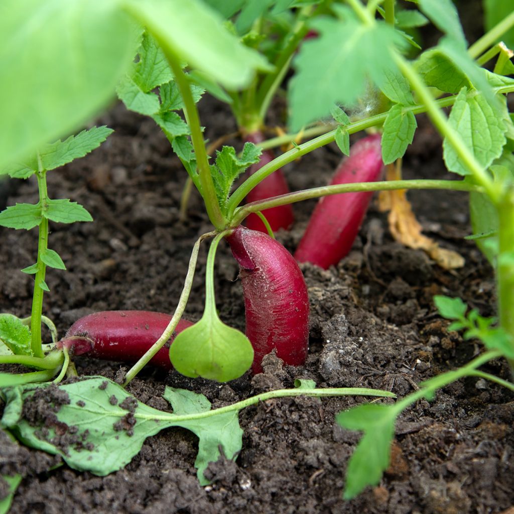 Radis French Breakfast Bio