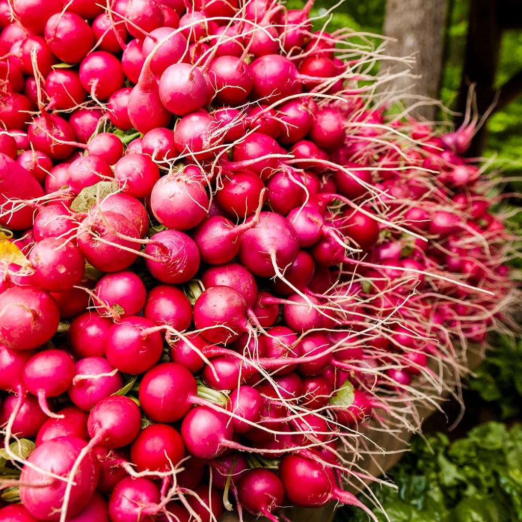 Radis Géant rouge - Riesenbutter