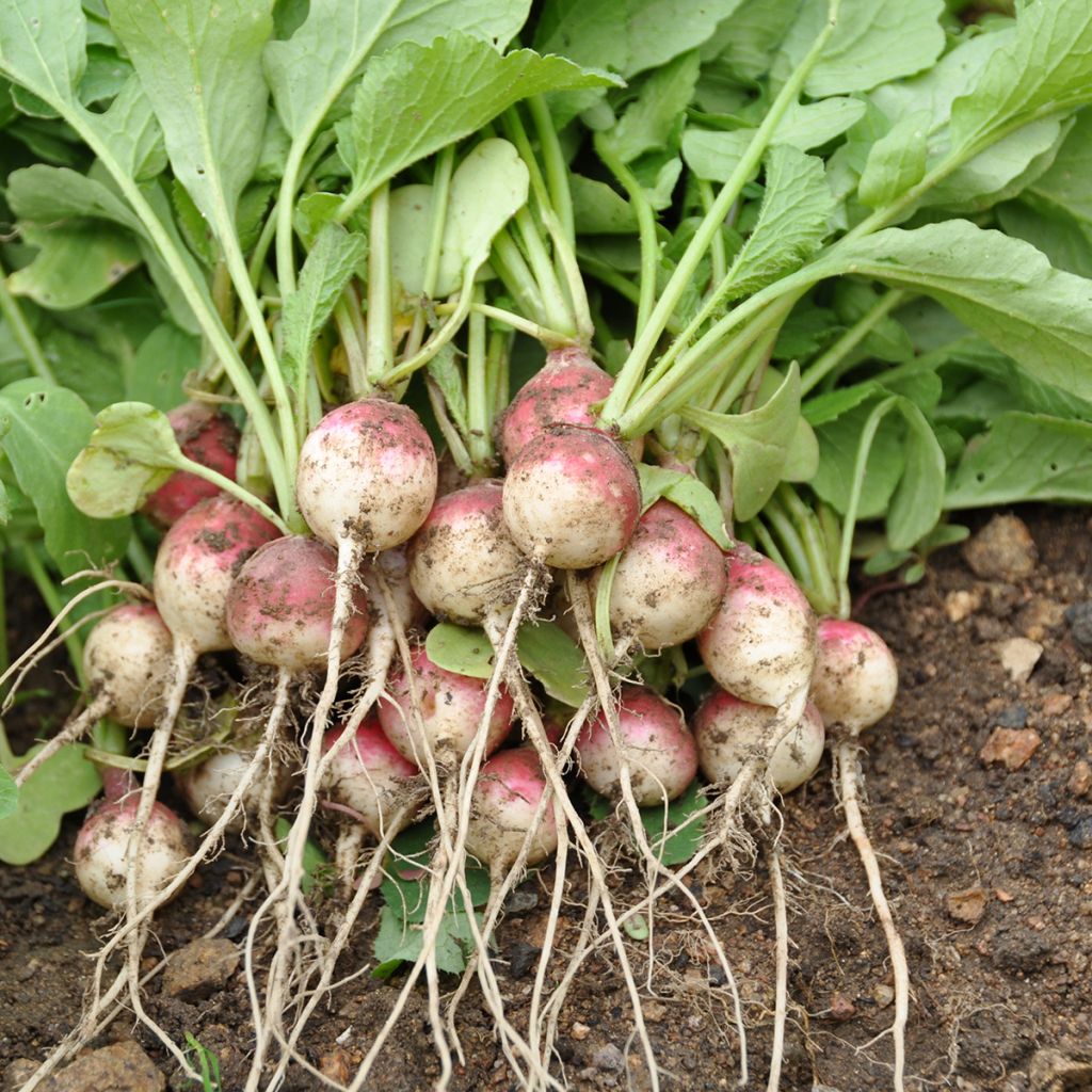 Radis National - Raphanus sativus