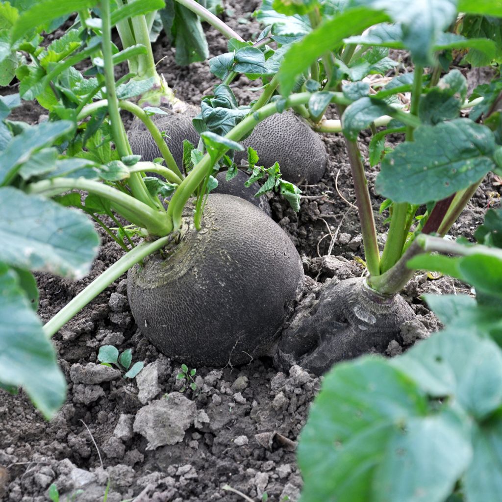 Radis Noir Gros Rond d'Hiver