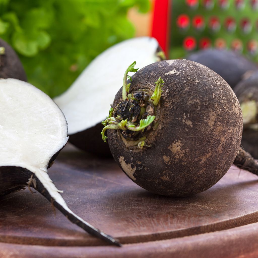 Radis Noir Gros Rond d'Hiver