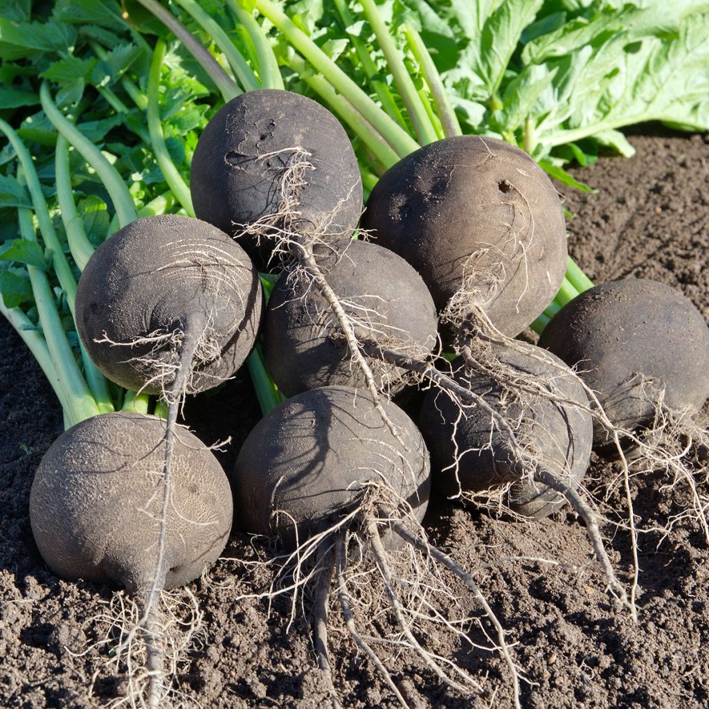 Radis Noir Gros Rond d'Hiver