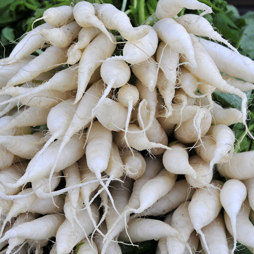 Radis Rave blanche transparente - Raphanus sativus