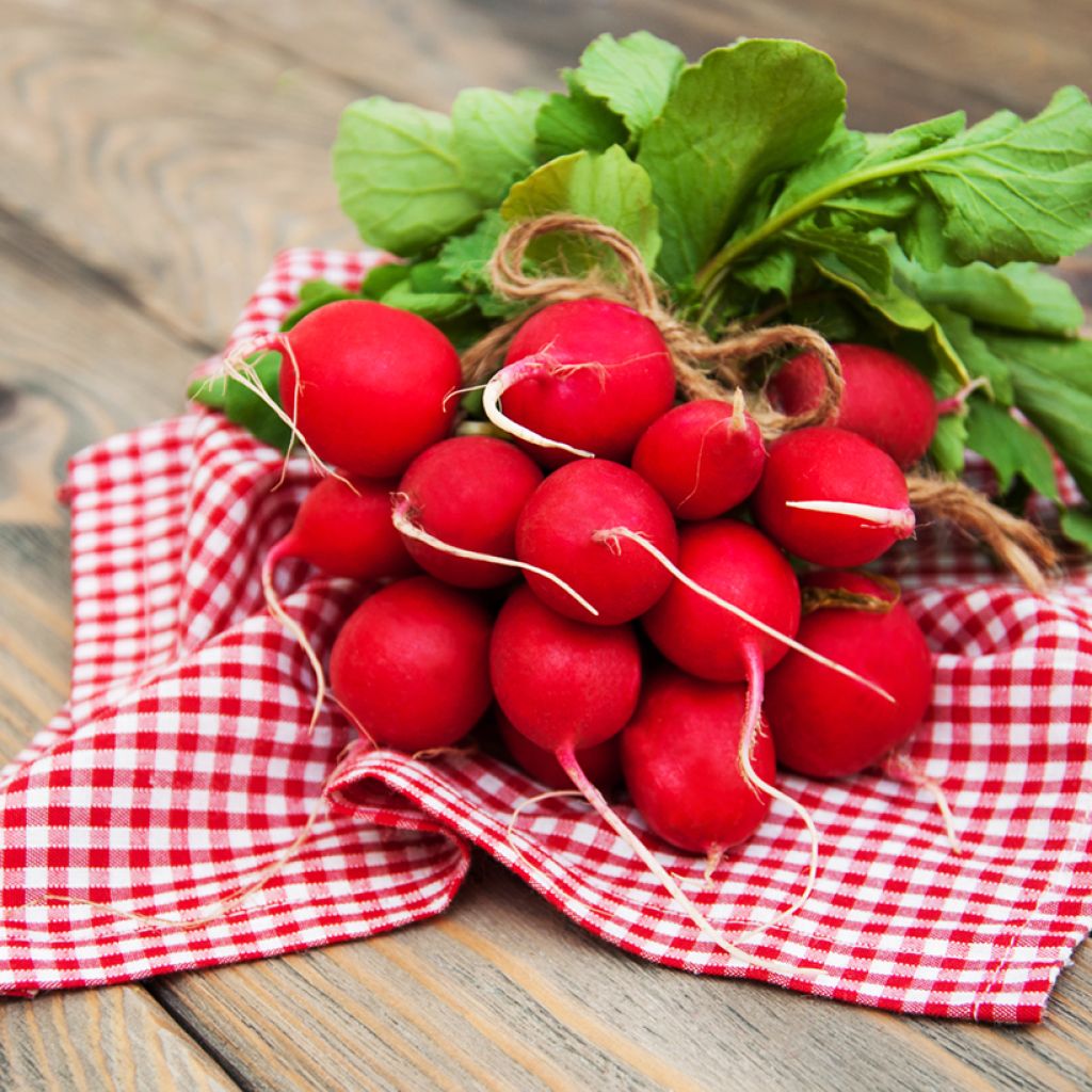 Radis Scarlet Globe - Raphanus sativus