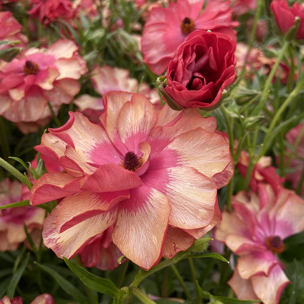 Renoncule des fleuristes Butterfly Musa – Ranunculus asiaticus