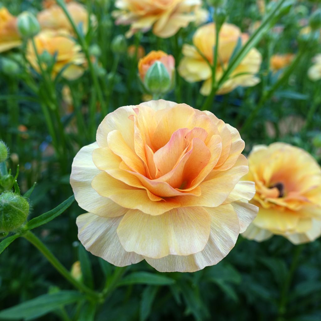 Renoncule des fleuristes Butterfly Vestalis – Ranunculus asiaticus