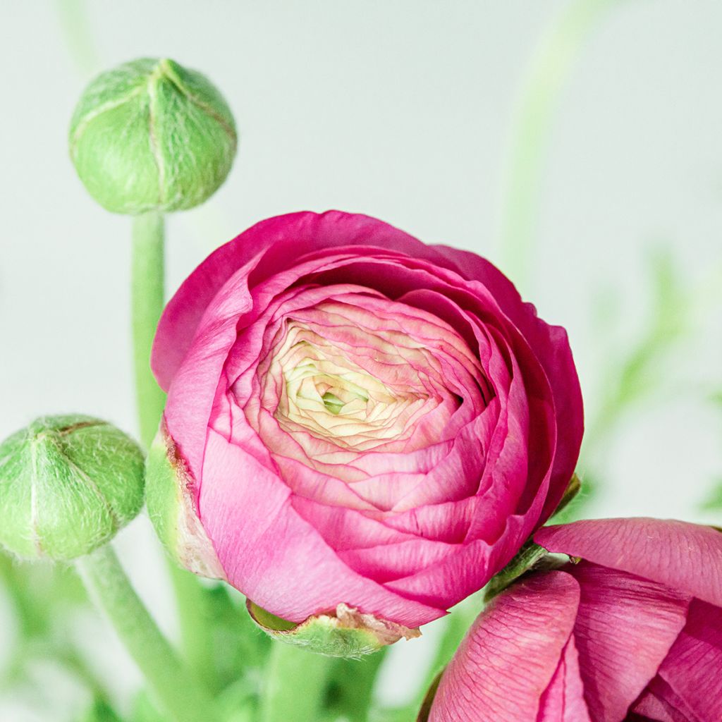 Renoncule des fleuristes Vortex F1 Hot Pink - Ranunculus hybrida