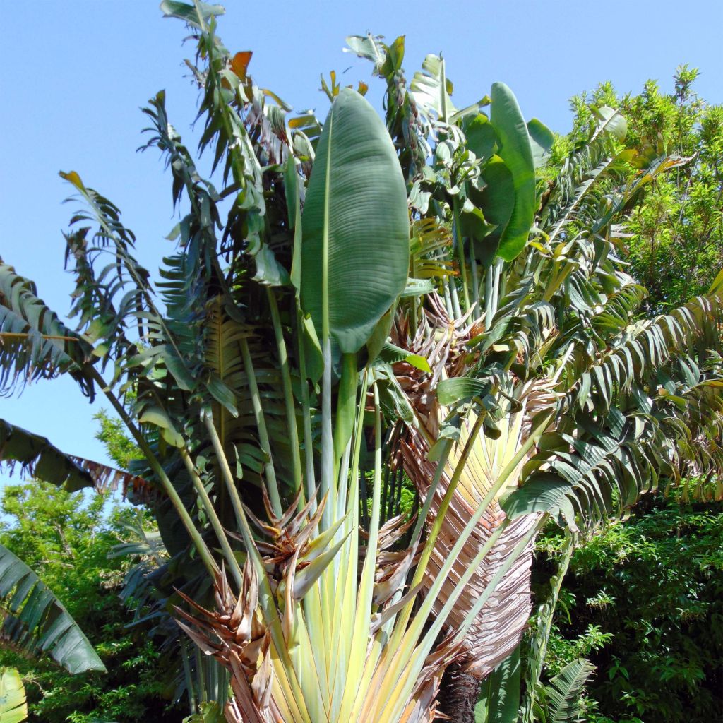 Ravenala madagascariensis - Arbre du voyageur