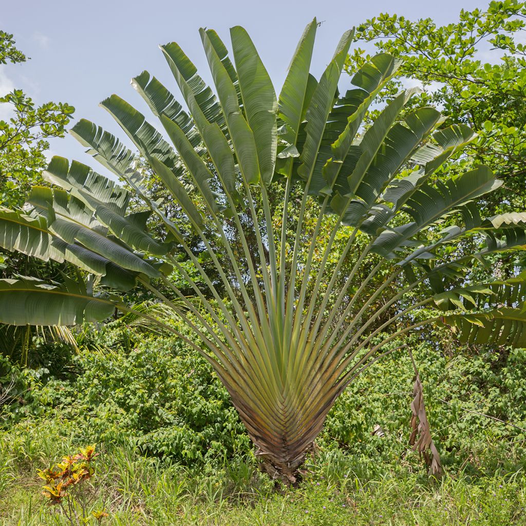 Graines d'Arbre-du-voyageur - Ravenala madagascarensis