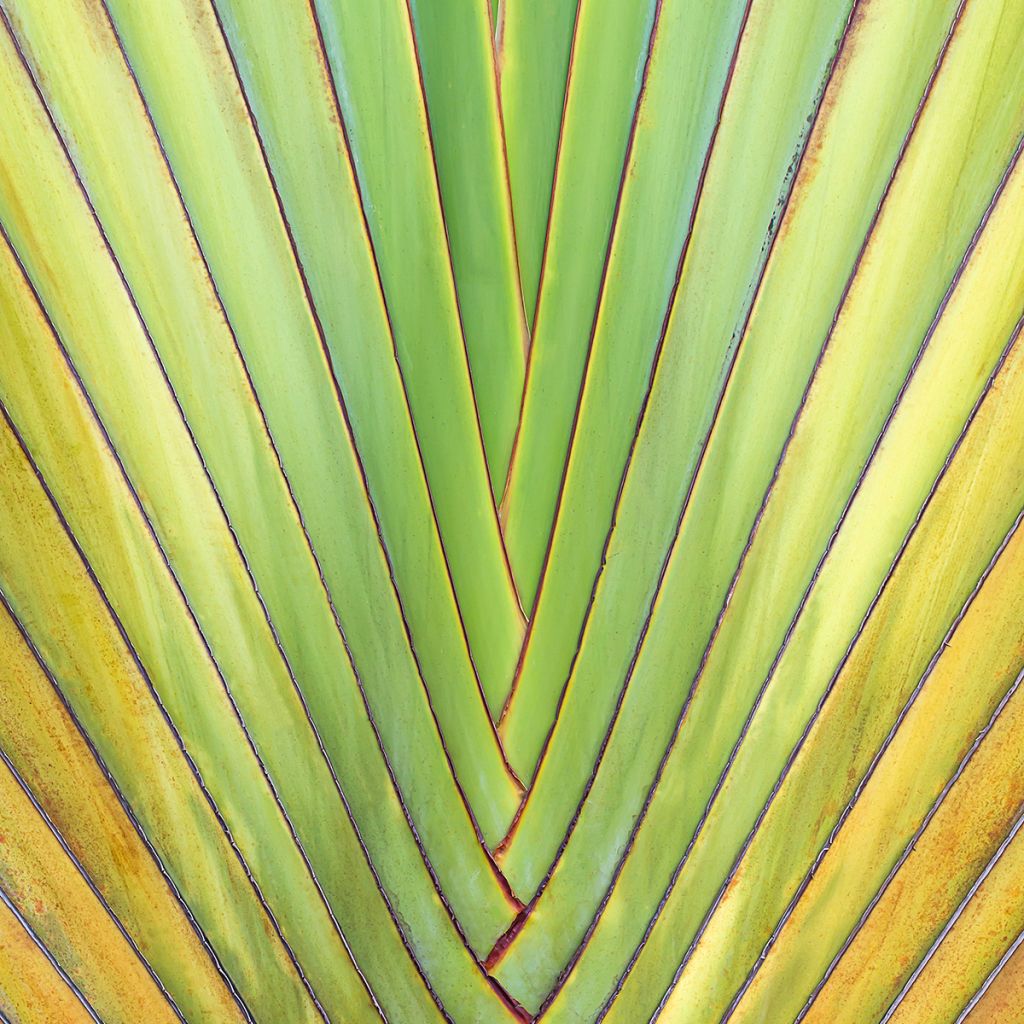 Graines d'Arbre-du-voyageur - Ravenala madagascarensis