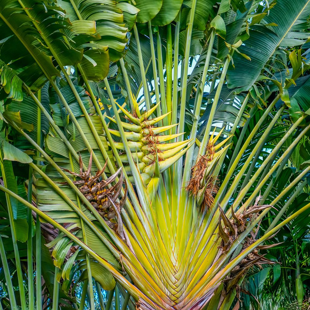Graines d'Arbre-du-voyageur - Ravenala madagascarensis