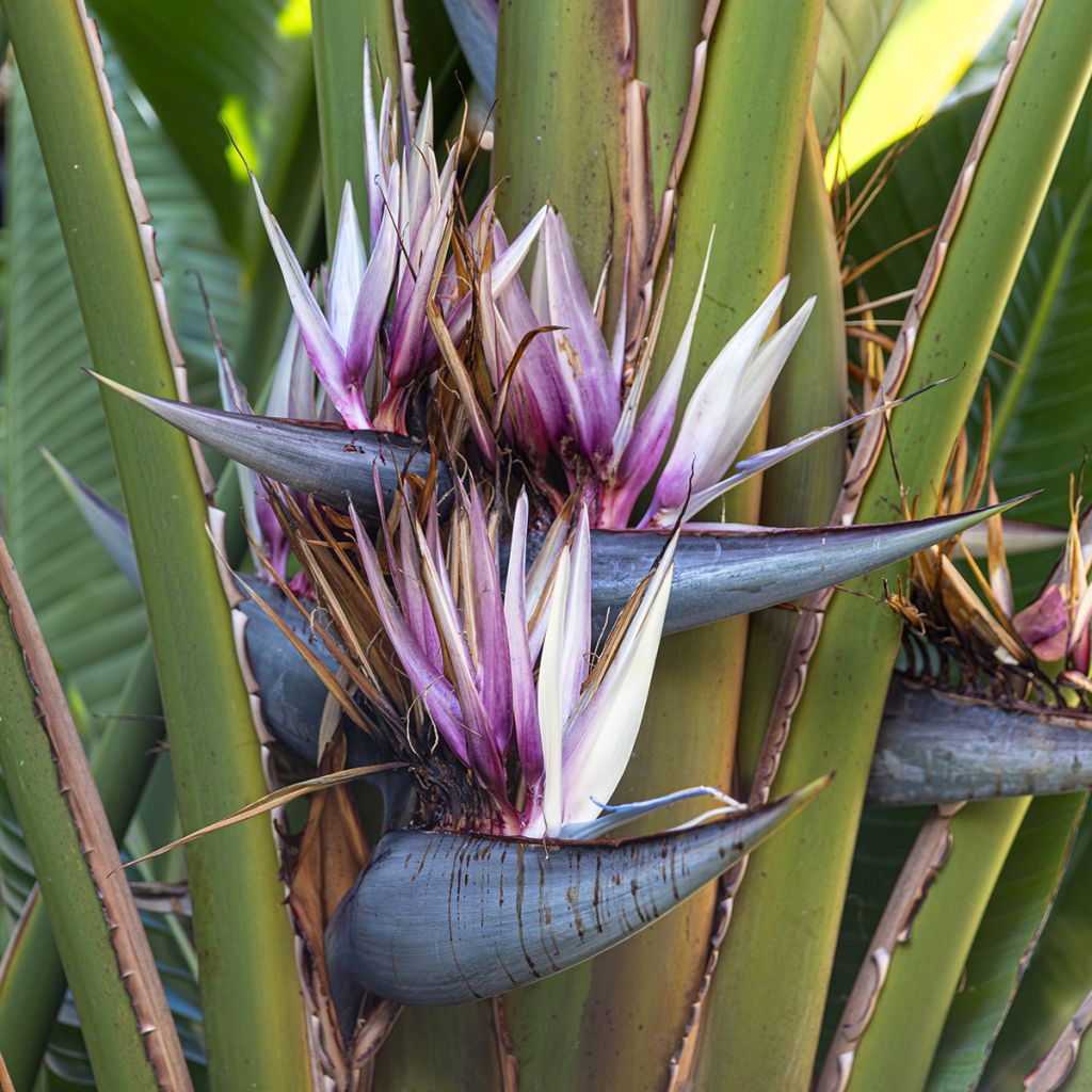 Graines d'Arbre-du-voyageur - Ravenala madagascarensis