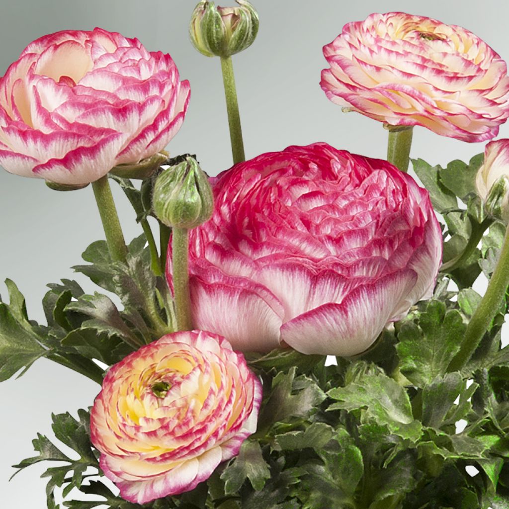 Renoncule des fleuristes Sprinkles F1 Violet Bicolor - Ranunculus hybrida