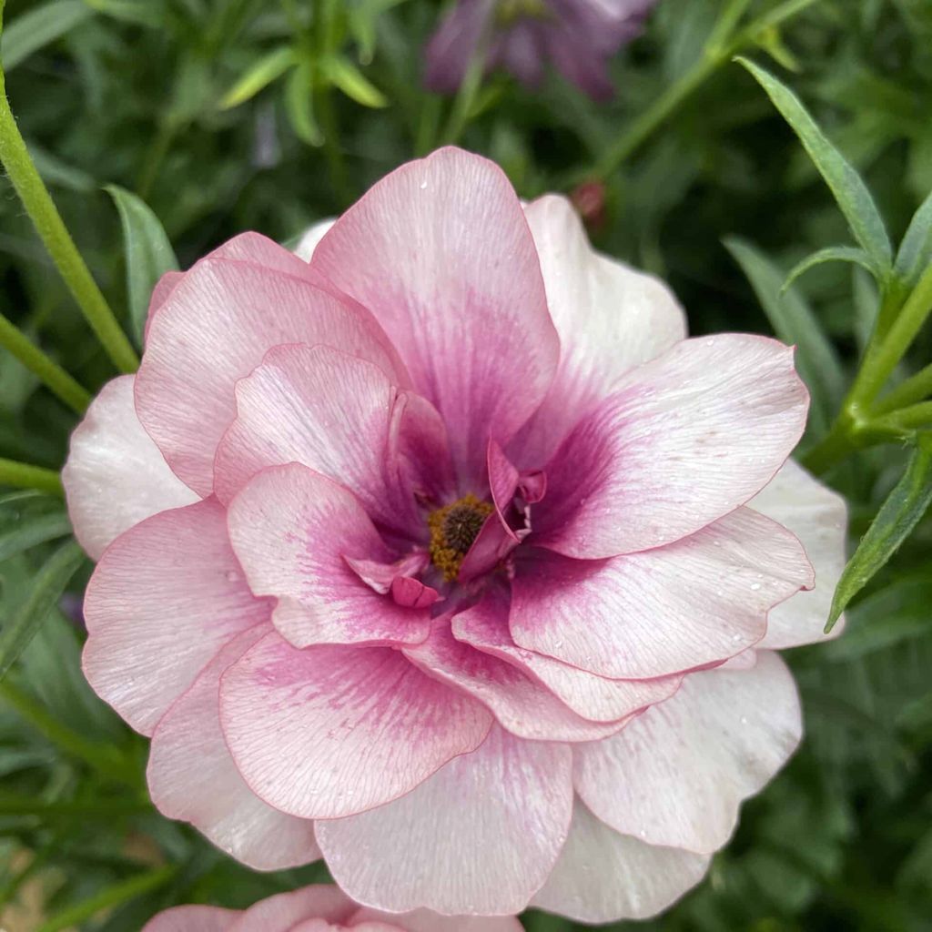 Renoncule des fleuristes Butterfly Thiva – Ranunculus asiaticus