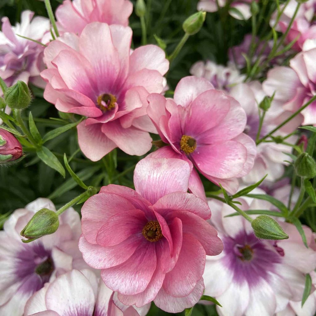 Renoncule des fleuristes Butterfly Thiva – Ranunculus asiaticus