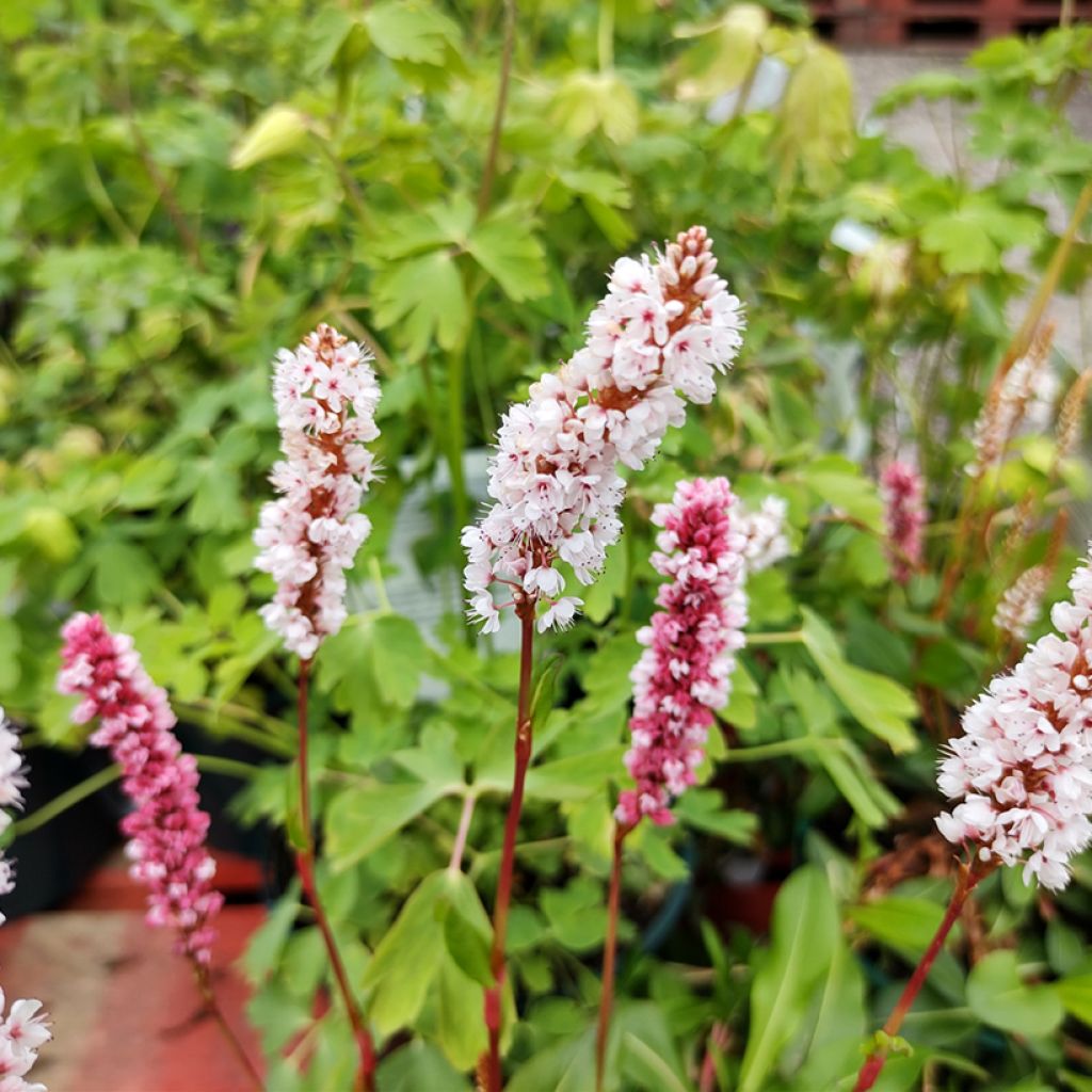 Renouée - Persicaria affinis Donald Lowndes