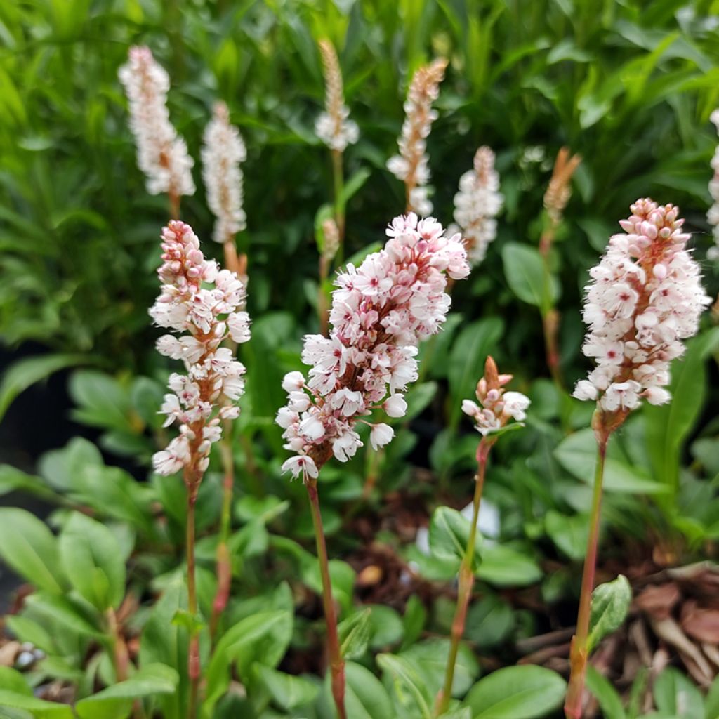 Renouée - Persicaria affinis Donald Lowndes