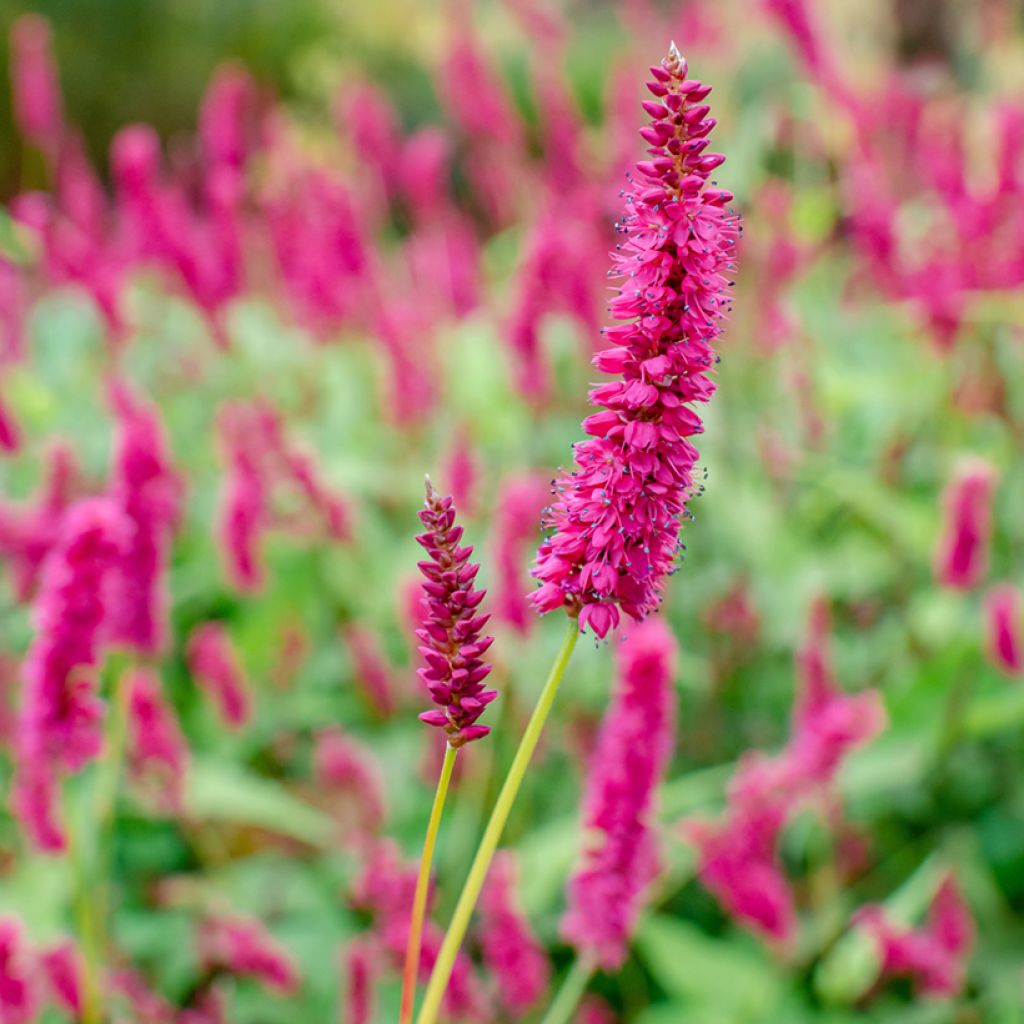Renouée - Persicaria amplexicaulis Golden Arrow