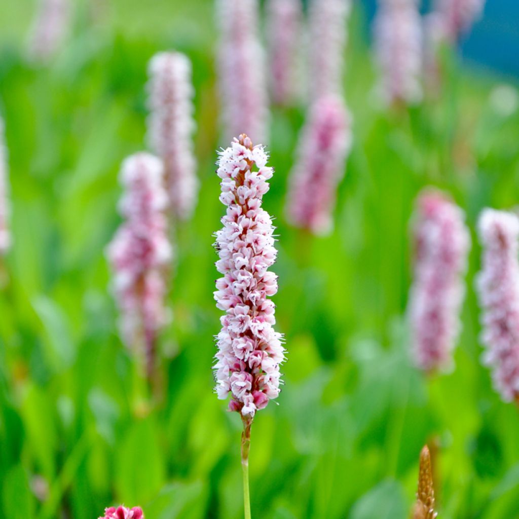 Renouée - Persicaria bistorta Superba