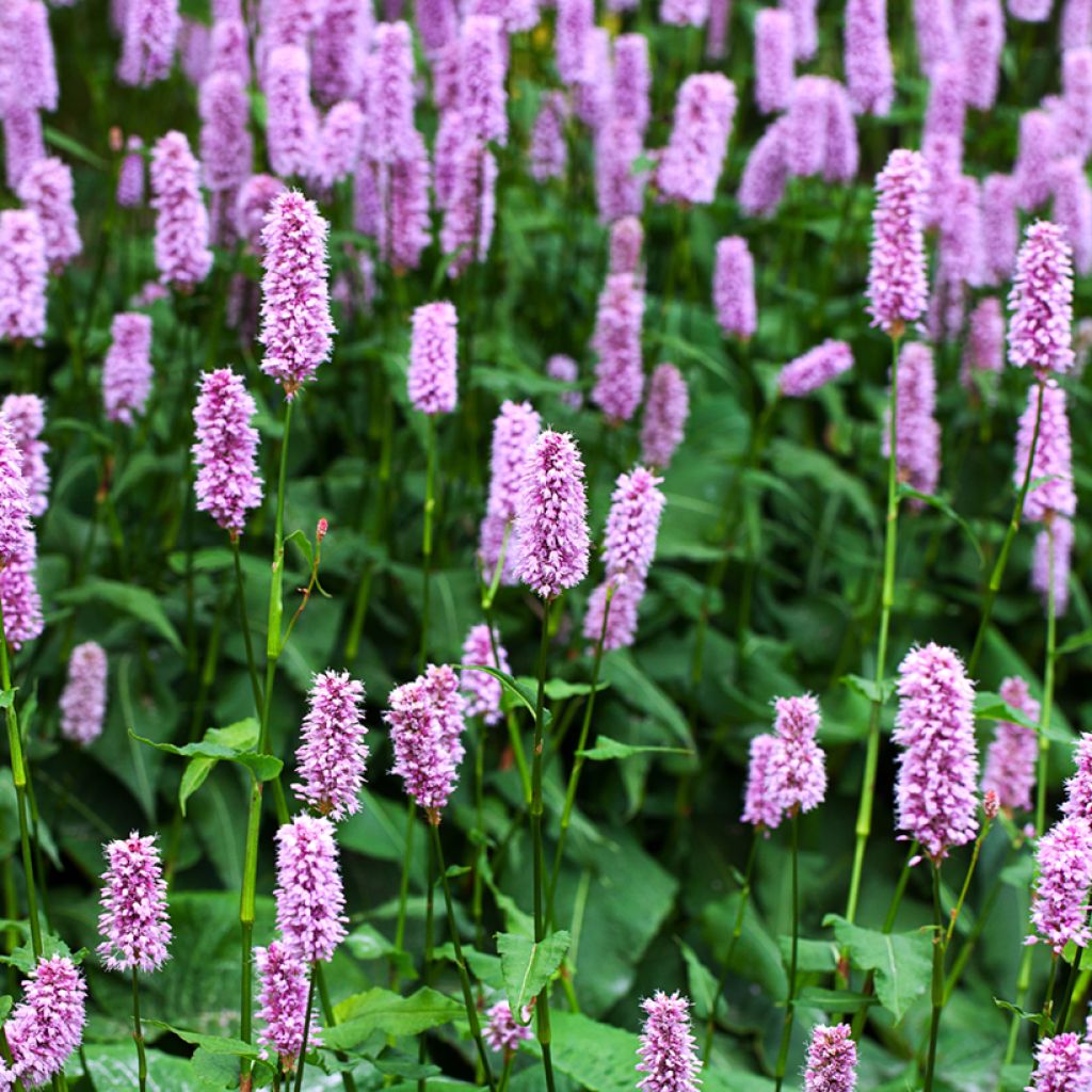 Renouée - Persicaria bistorta Superba
