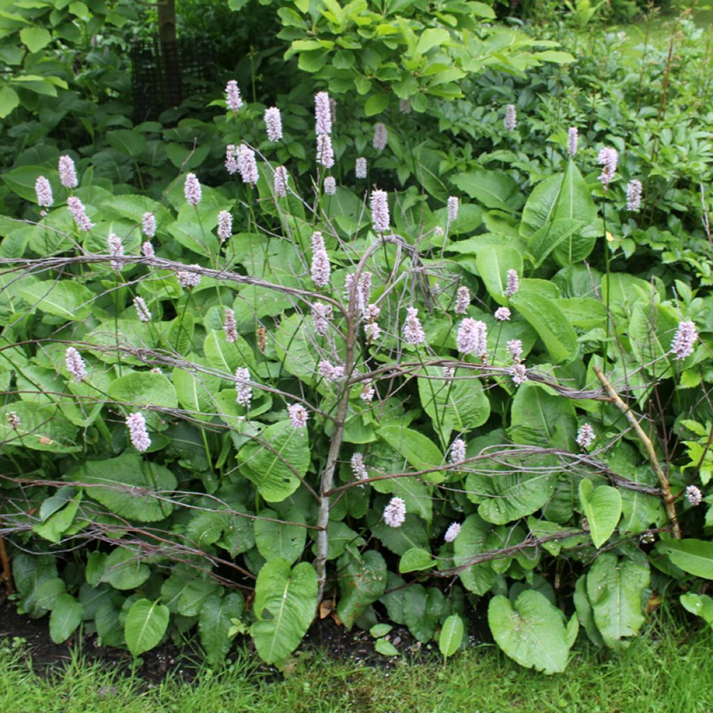 Renouée - Persicaria bistorta Superba