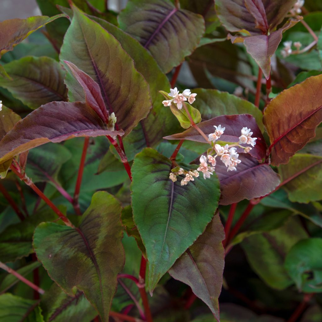 Renouée - Persicaria micro. Red Dragon