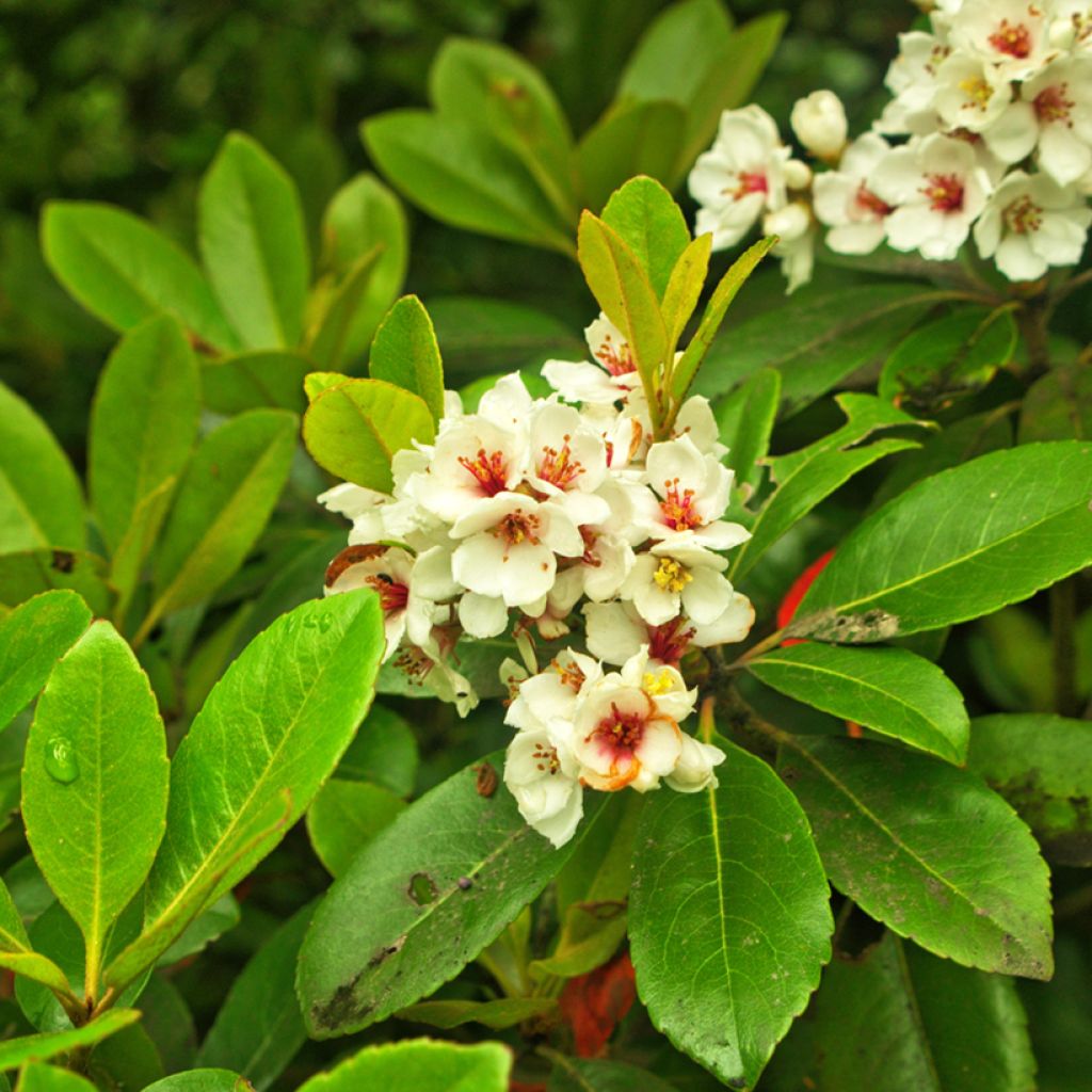 Rhaphiolepis umbellata Minor