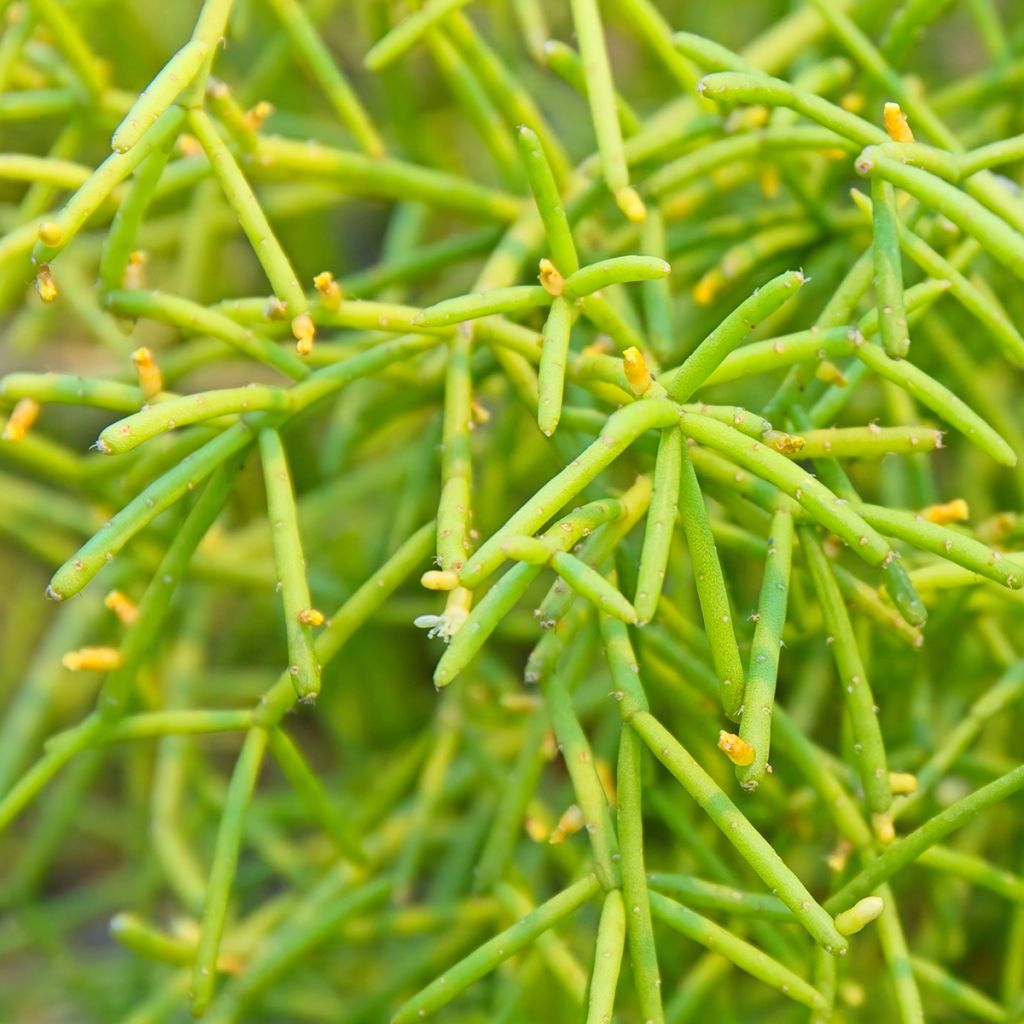 Rhipsalis cereuscula - Cactus corail