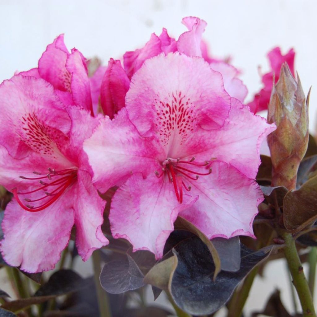 Rhododendron Choco & Pink