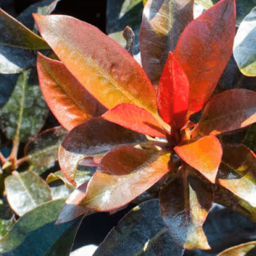 Rhododendron Choco & Pink