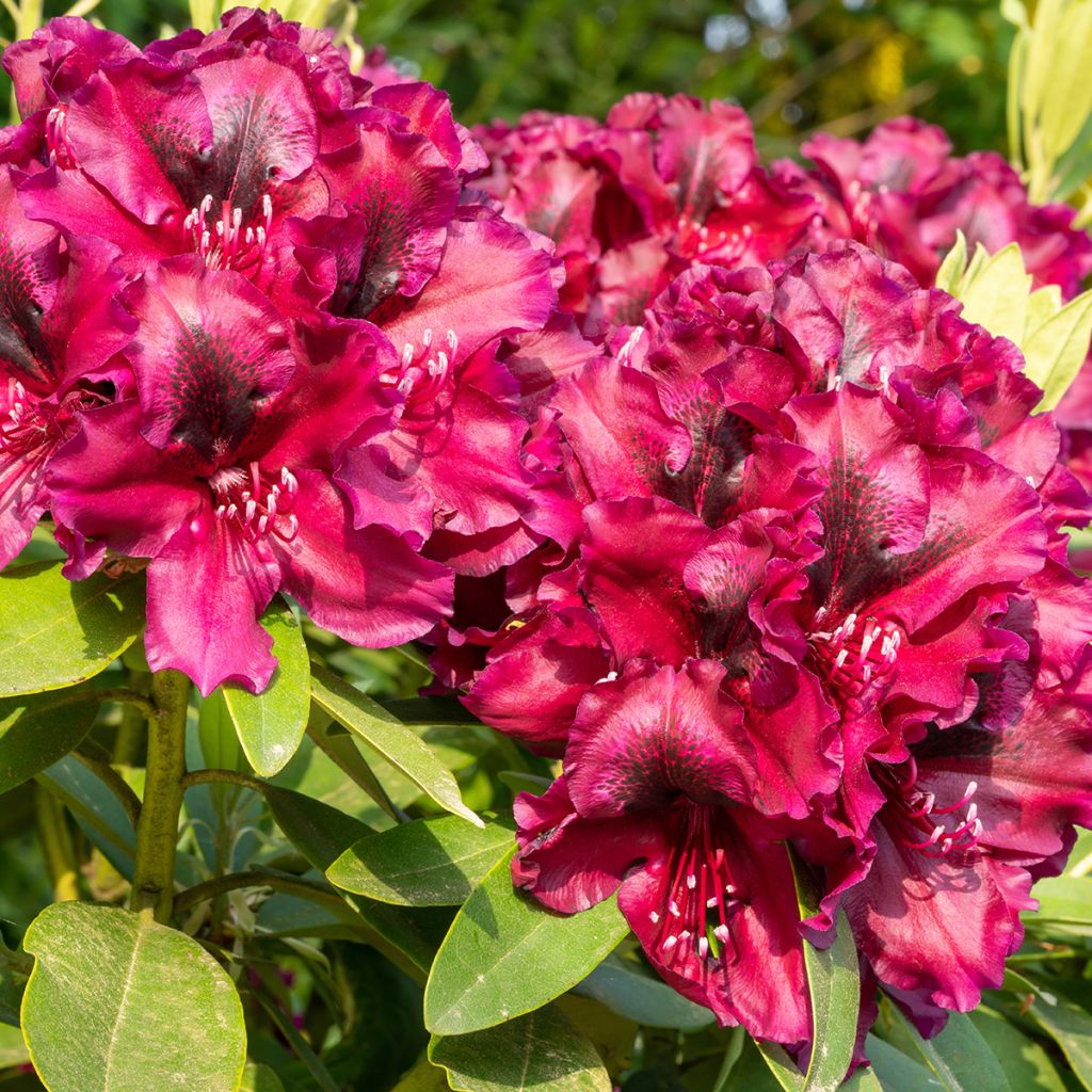 Rhododendron Midnight - Grand rhododendron