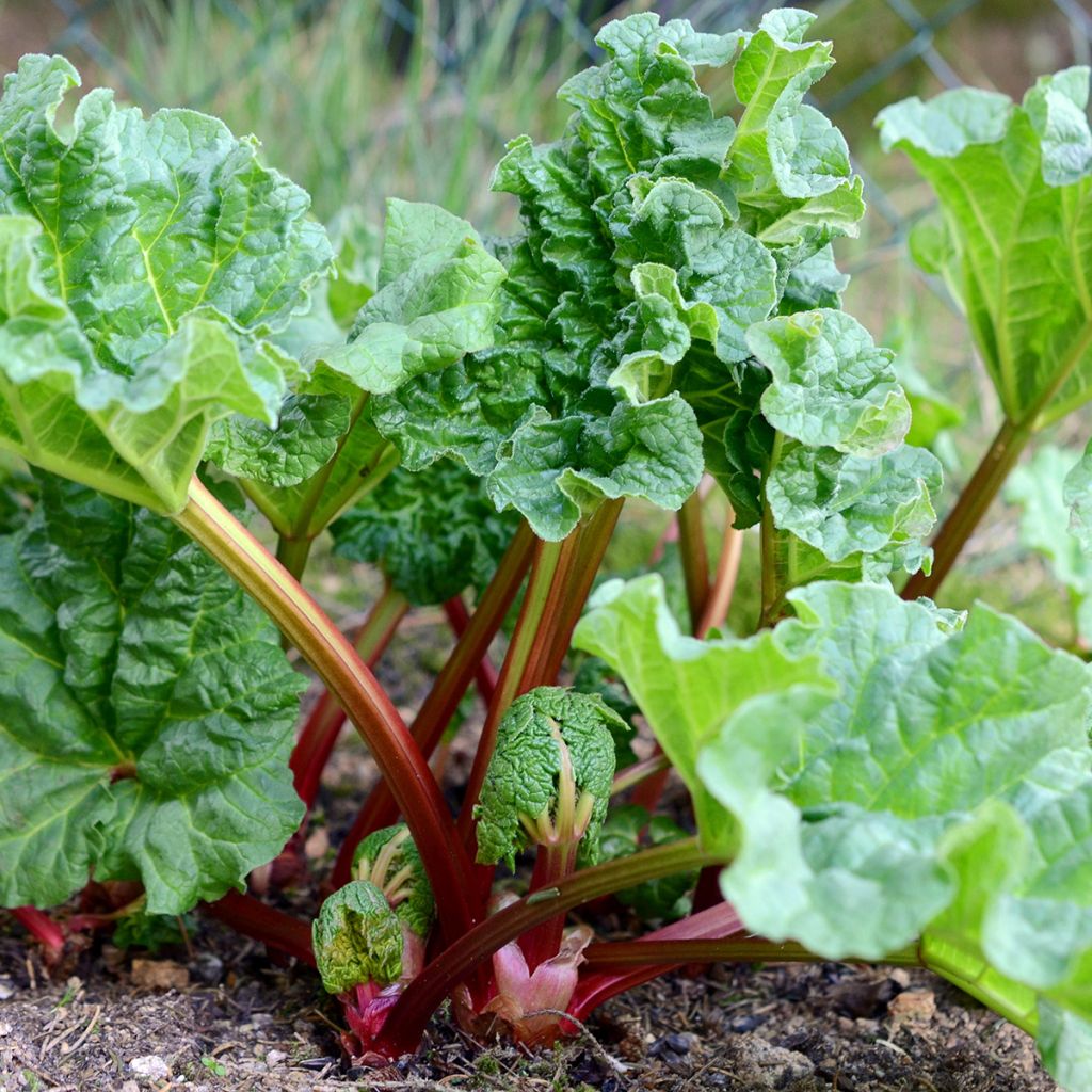 Rhubarbe Holsteiner Blut